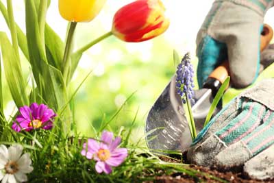 Trabajos de Ornamentación y Jardinería